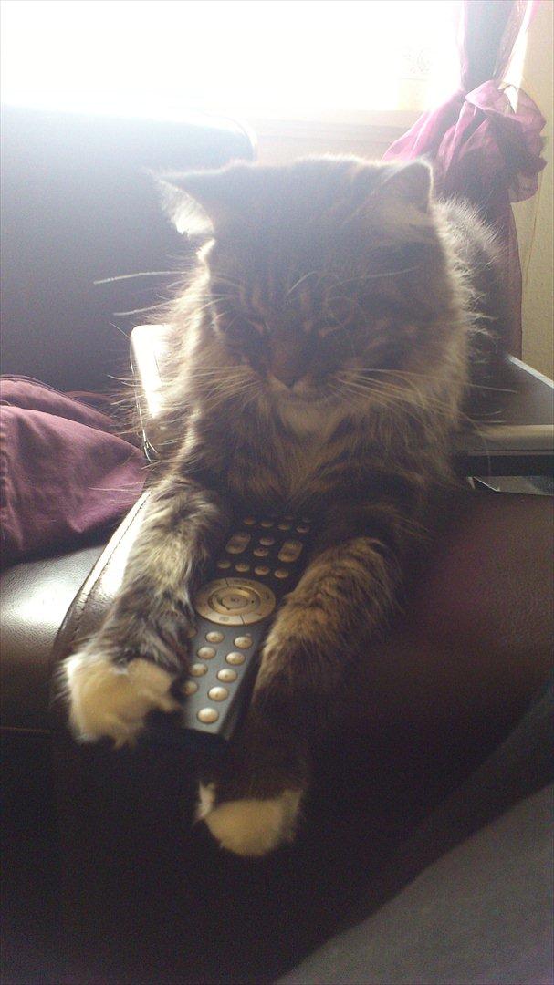 Maine Coon Josephine billede 4