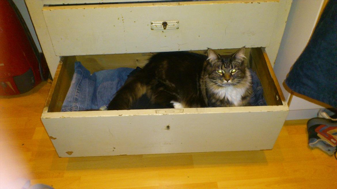 Maine Coon Josephine billede 5