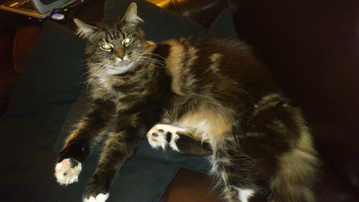 Maine Coon Josephine billede 6