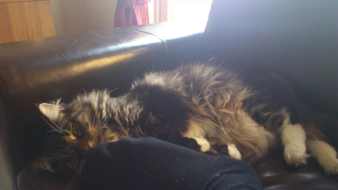 Maine Coon Josephine billede 7