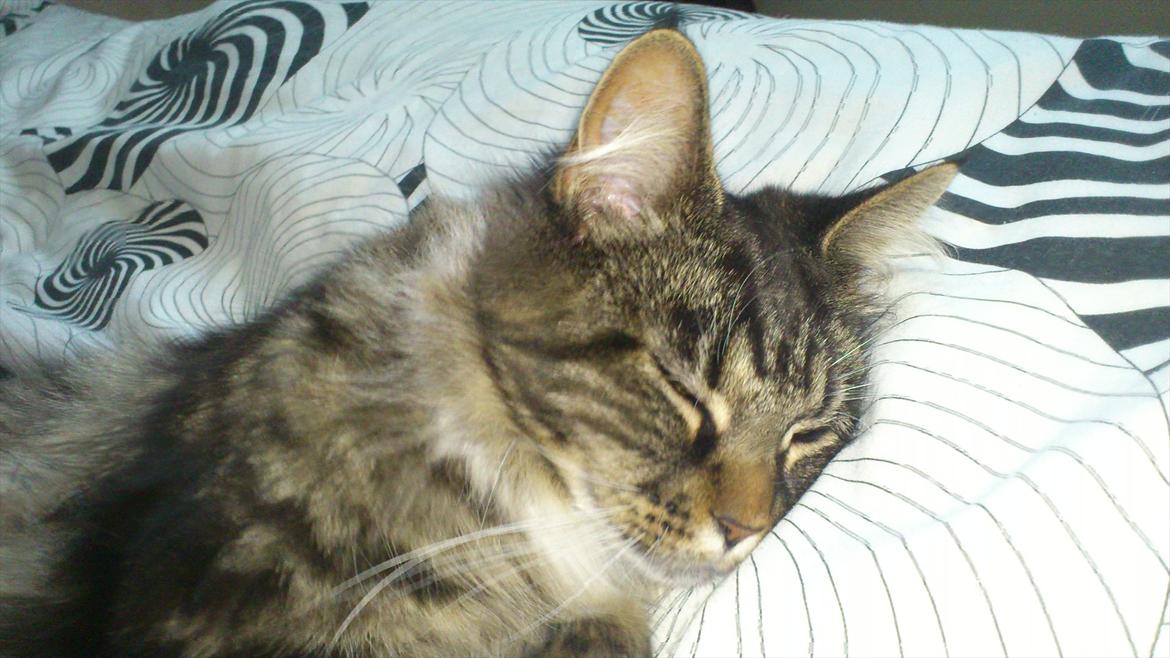 Maine Coon Josephine billede 8