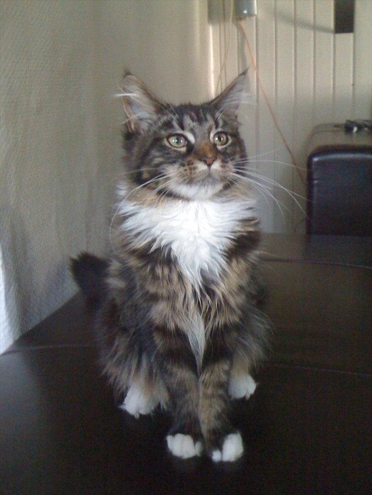 Maine Coon Josephine billede 2