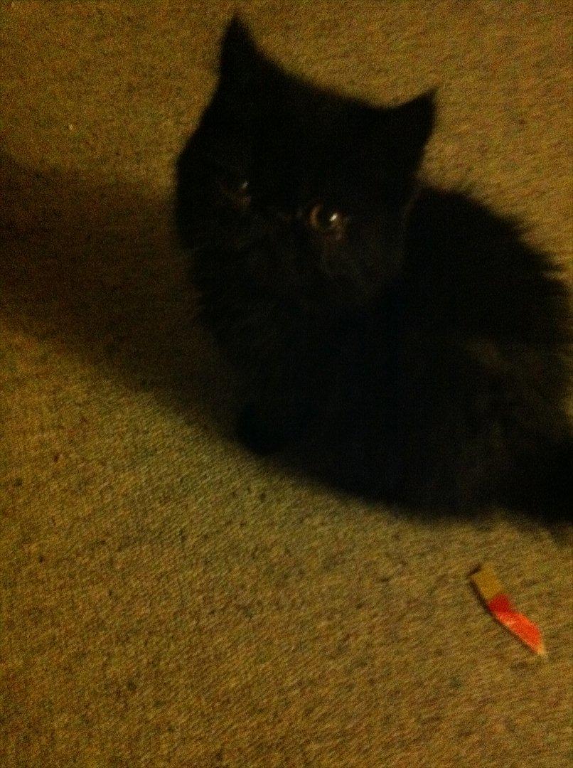 Exotic Ludvig billede 1