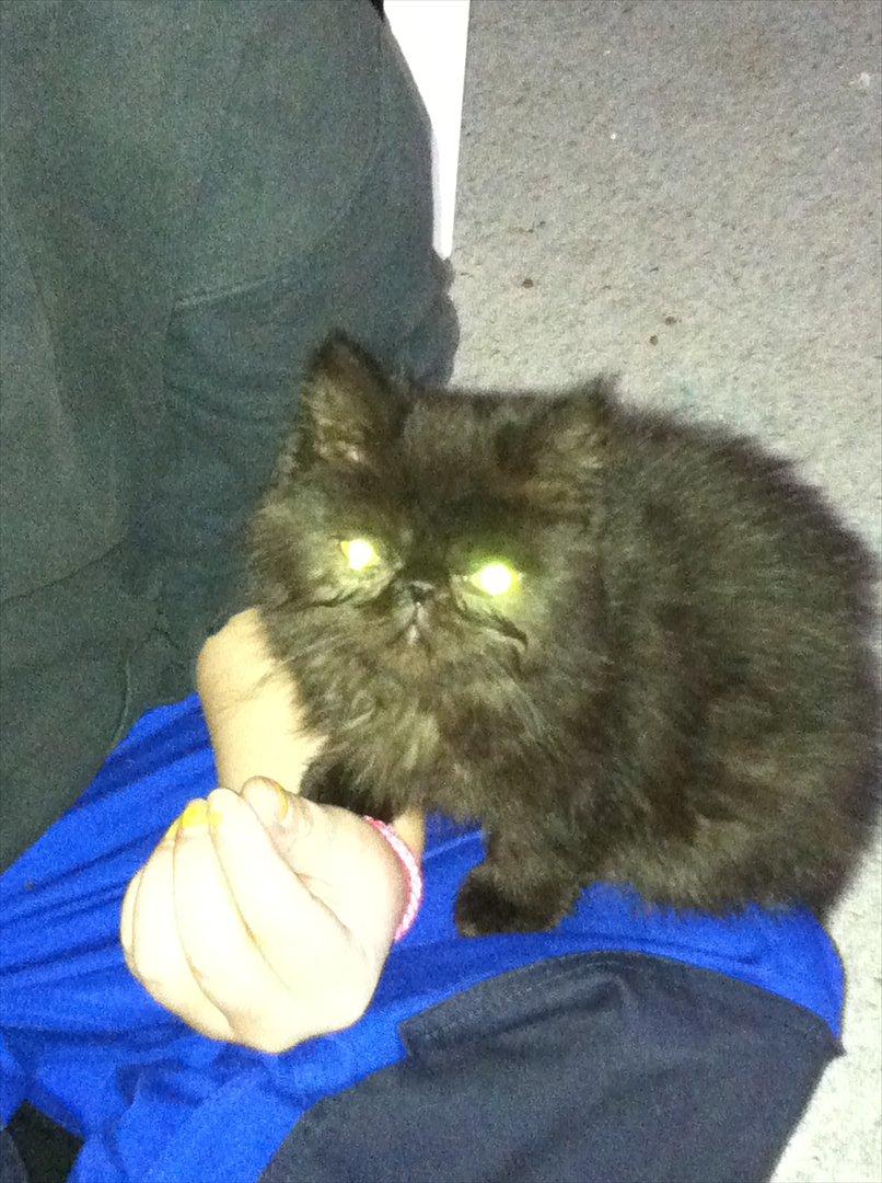 Exotic Ludvig billede 2