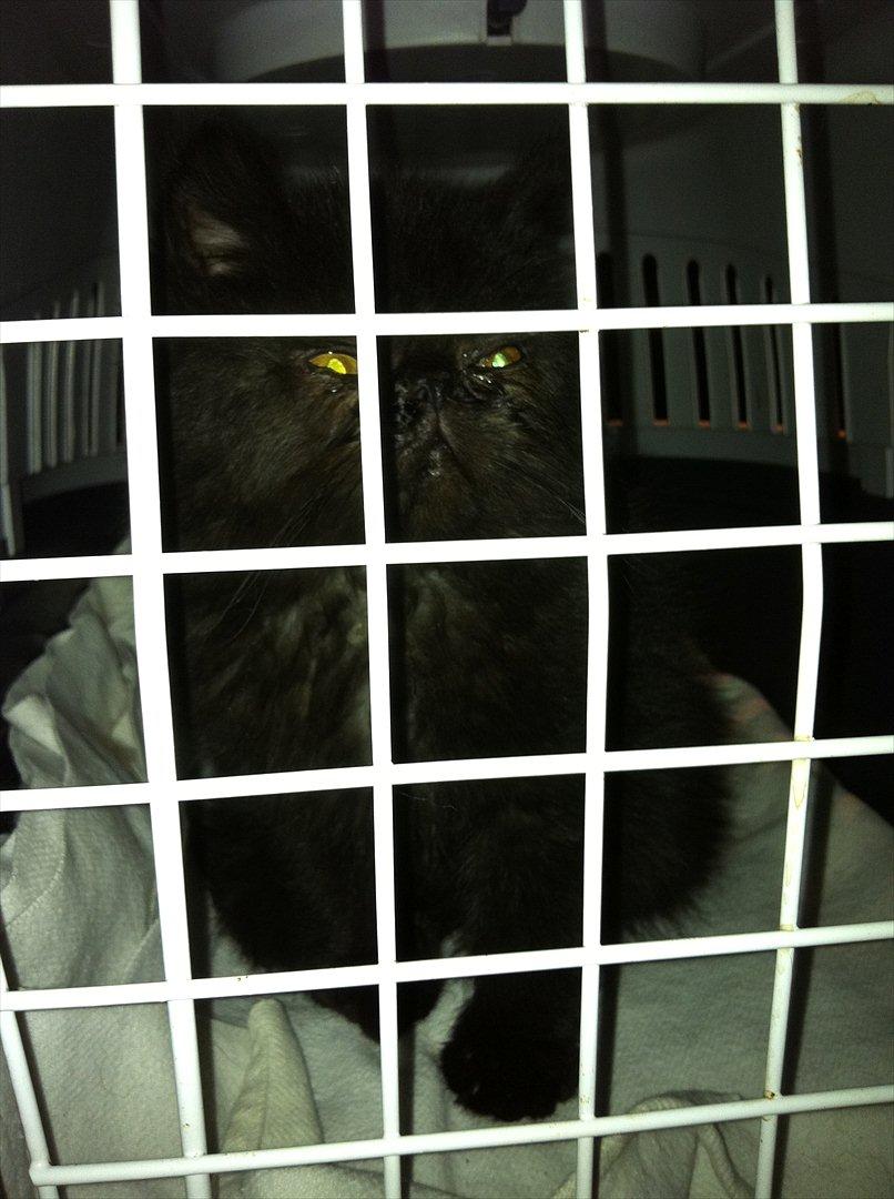 Exotic Ludvig billede 3