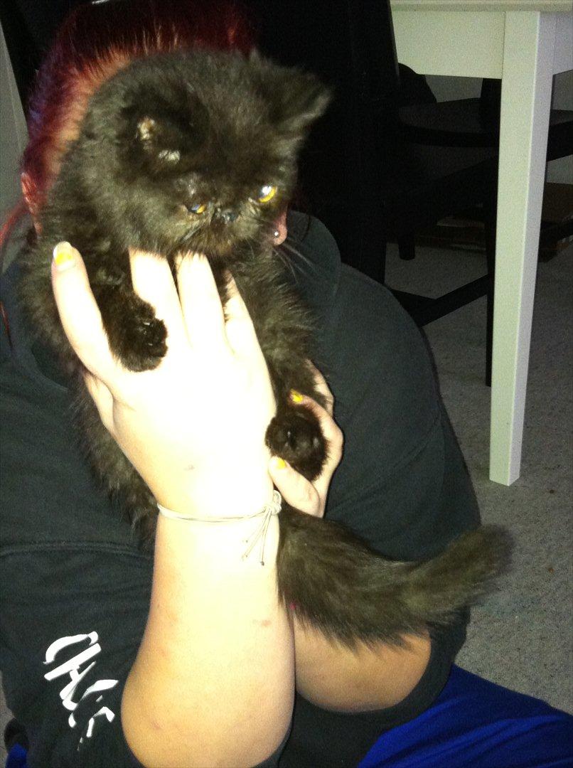 Exotic Ludvig billede 4