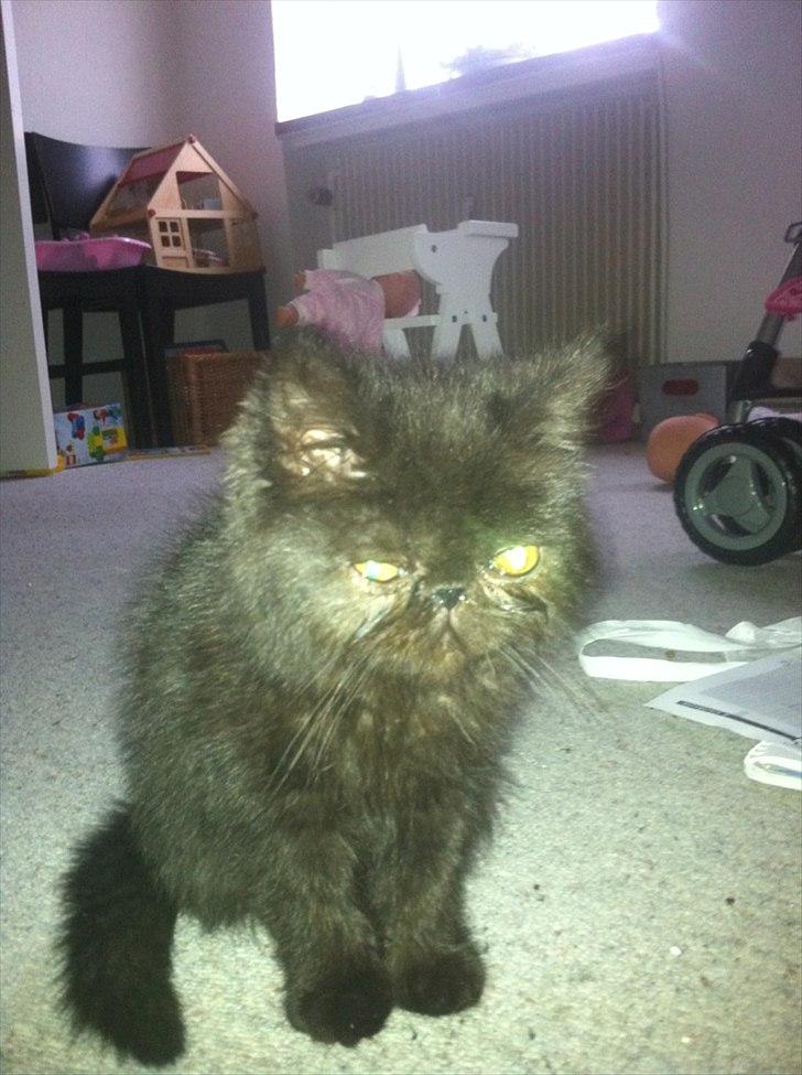 Exotic Ludvig billede 5