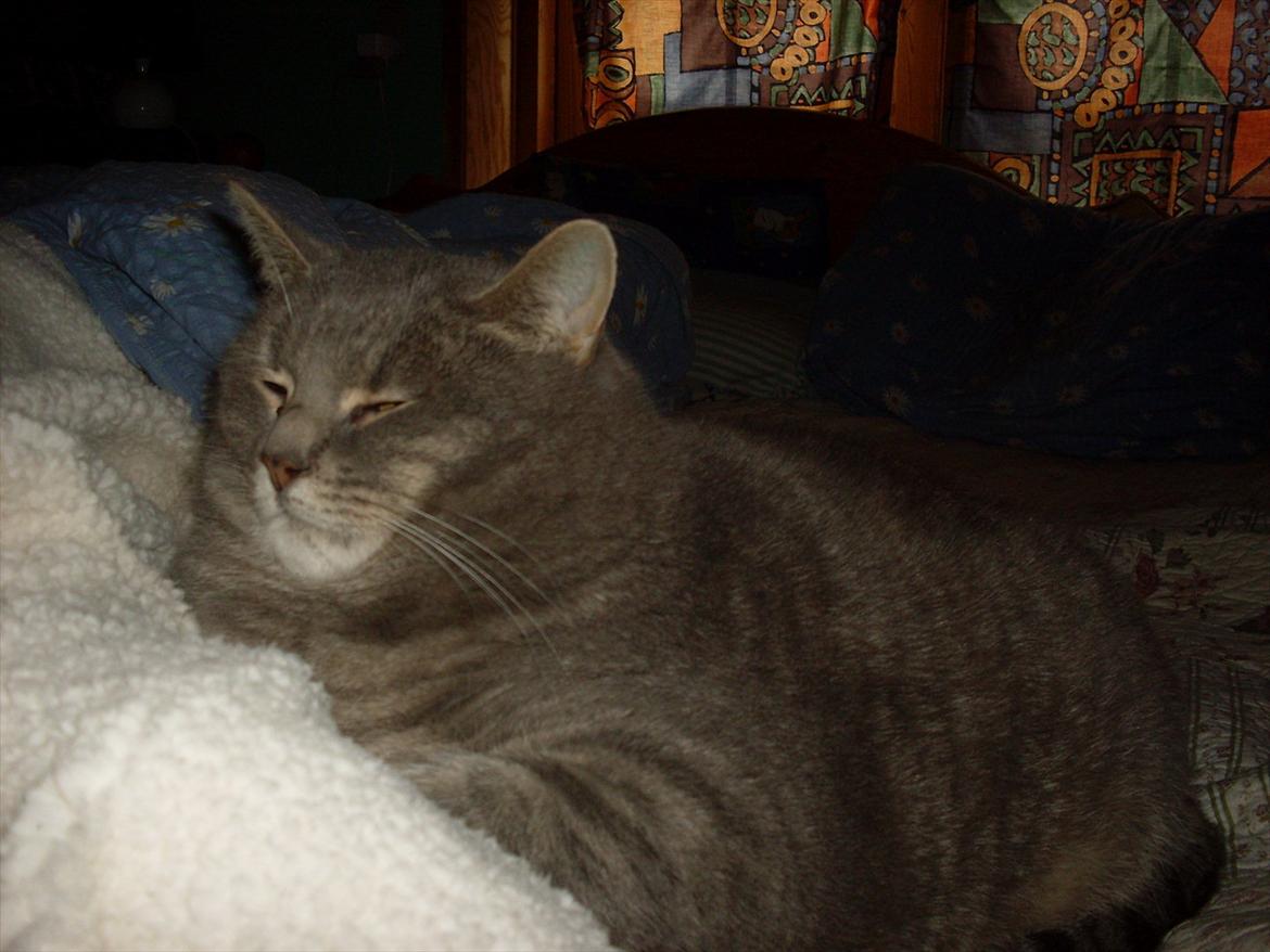 Huskat Tigerdyr billede 6