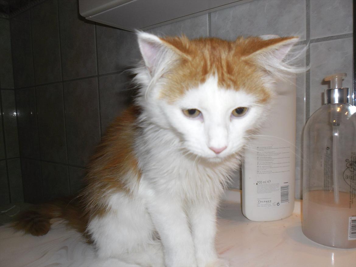 Maine Coon Tarzan billede 1