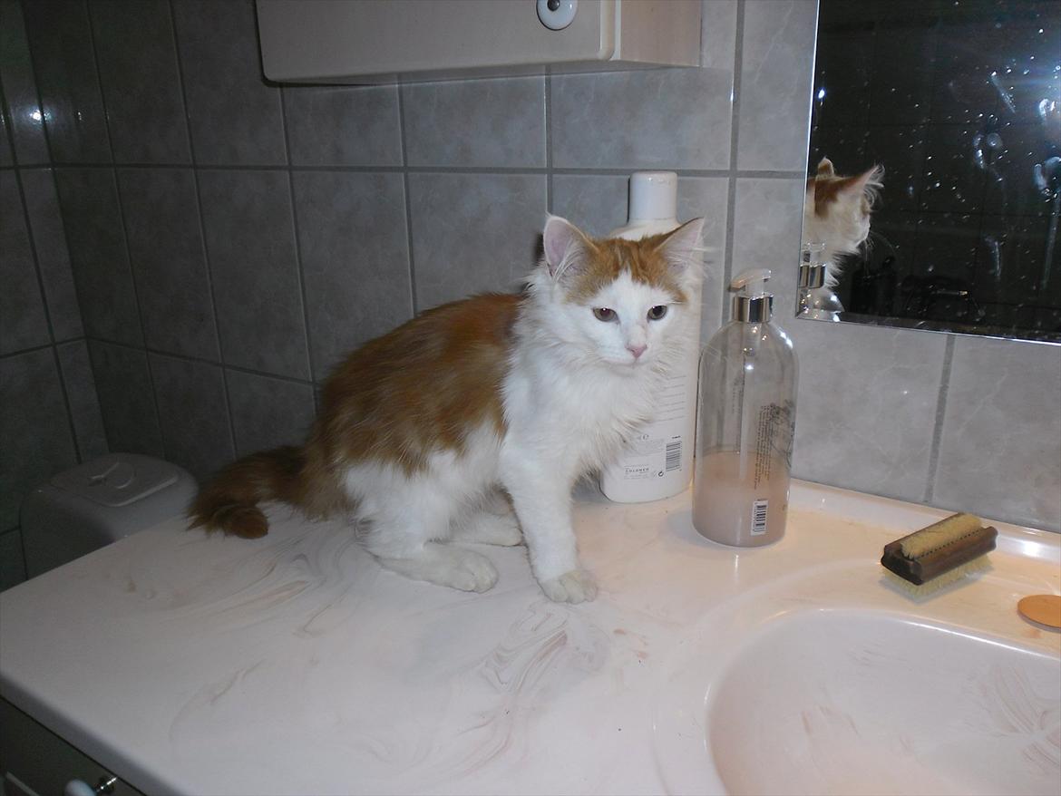 Maine Coon Tarzan billede 2