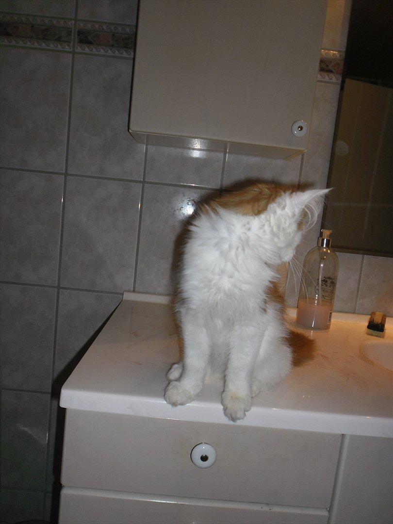 Maine Coon Tarzan billede 3