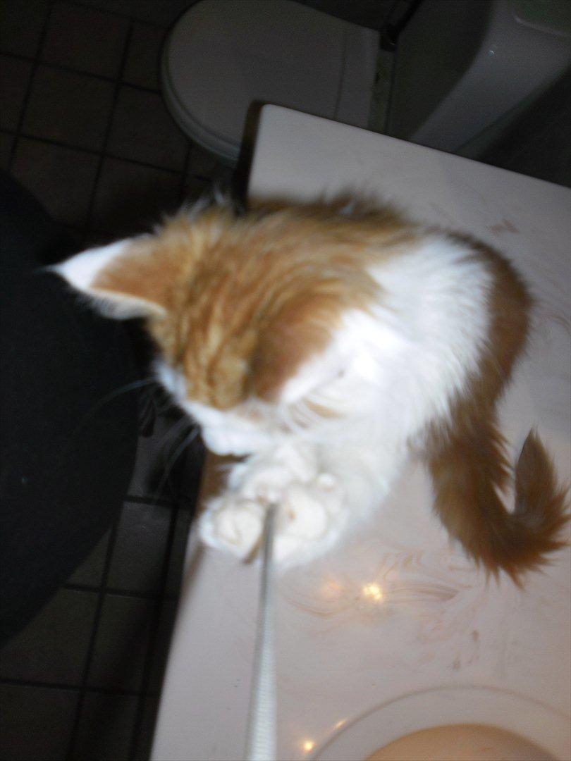 Maine Coon Tarzan billede 4