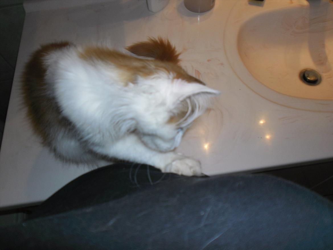 Maine Coon Tarzan billede 5