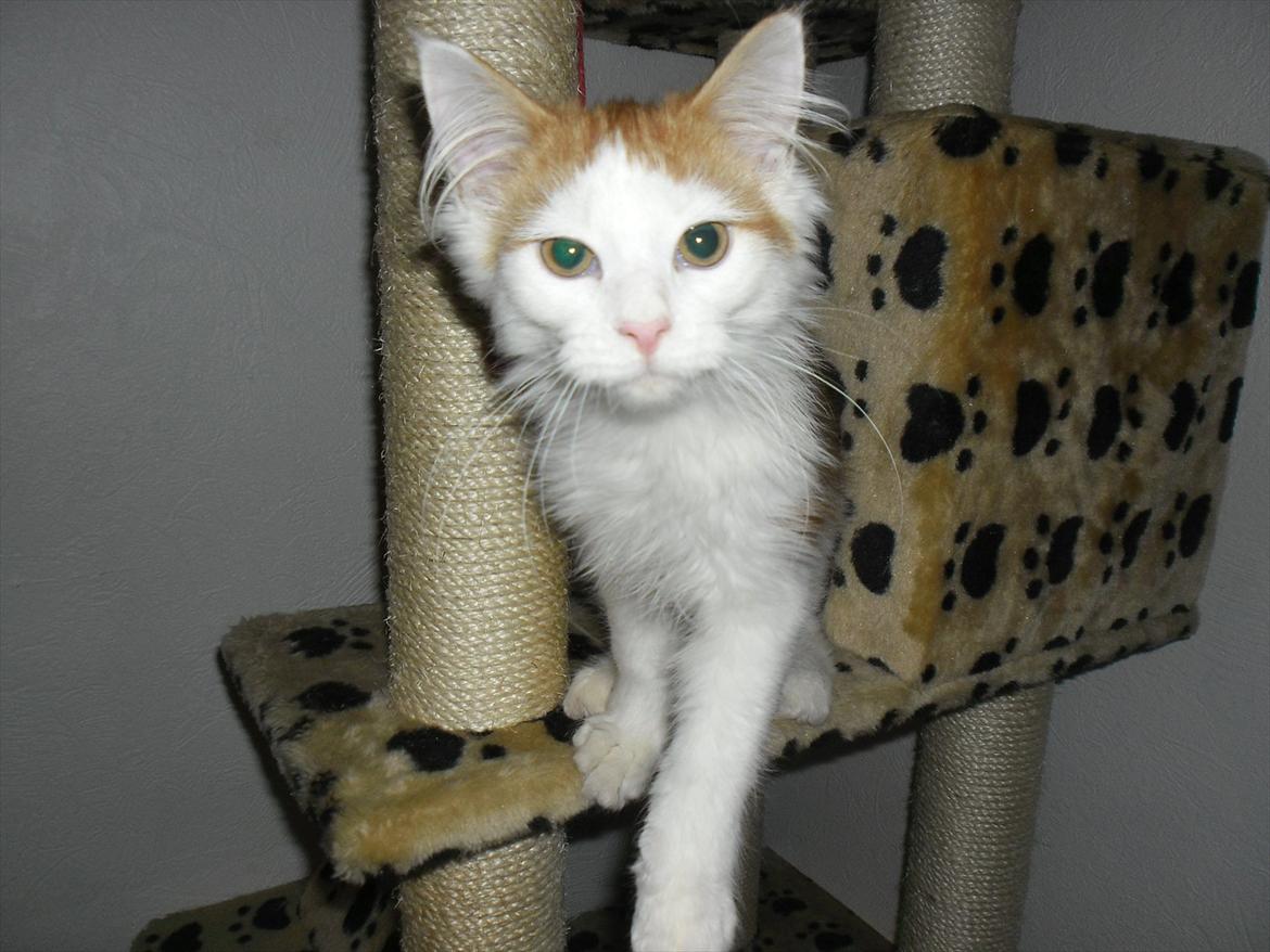 Maine Coon Tarzan billede 6