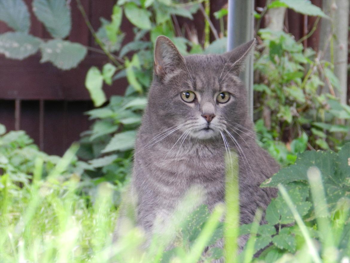 Huskat Tigerdyr billede 1