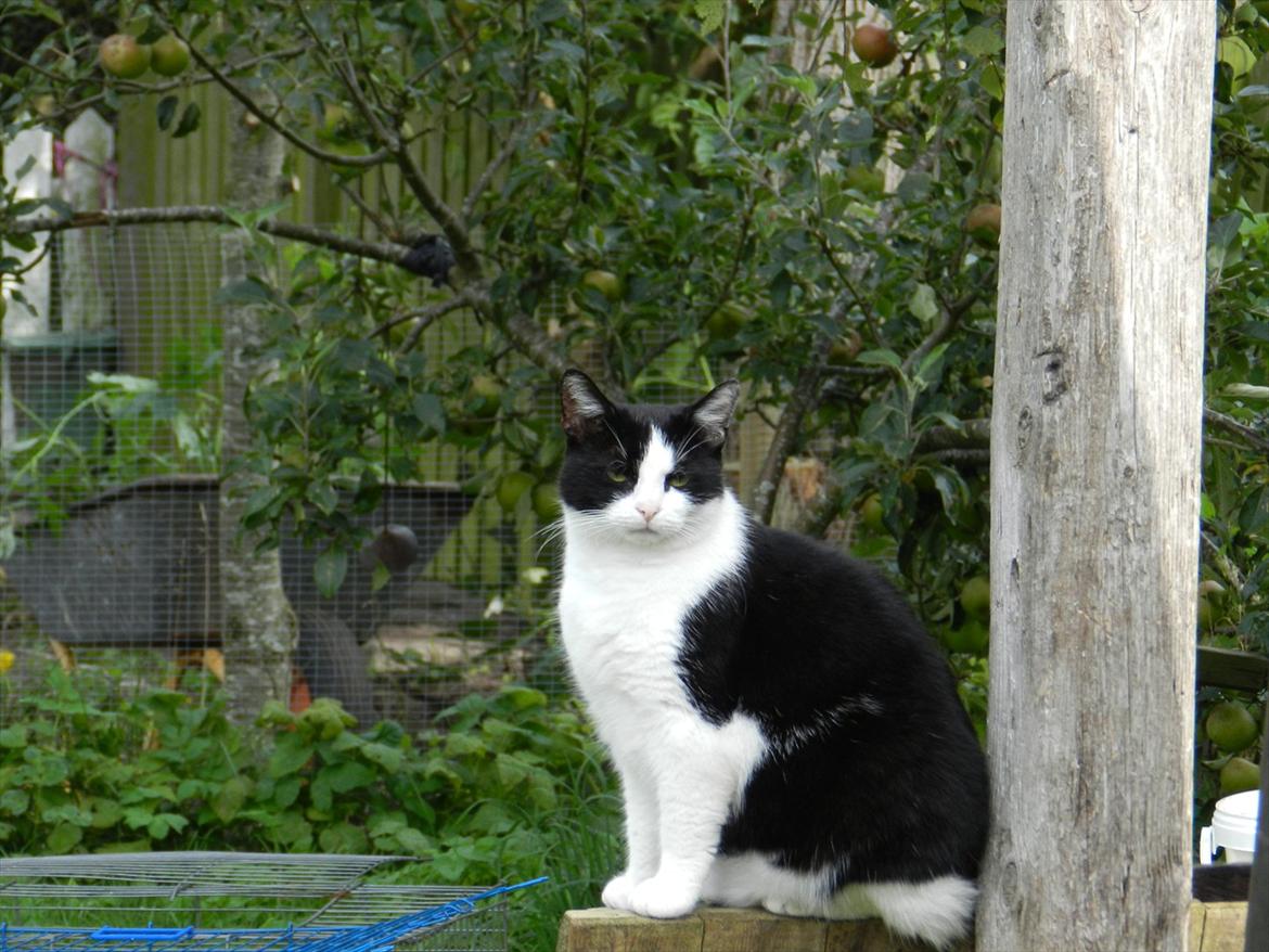 Huskat Buster billede 8