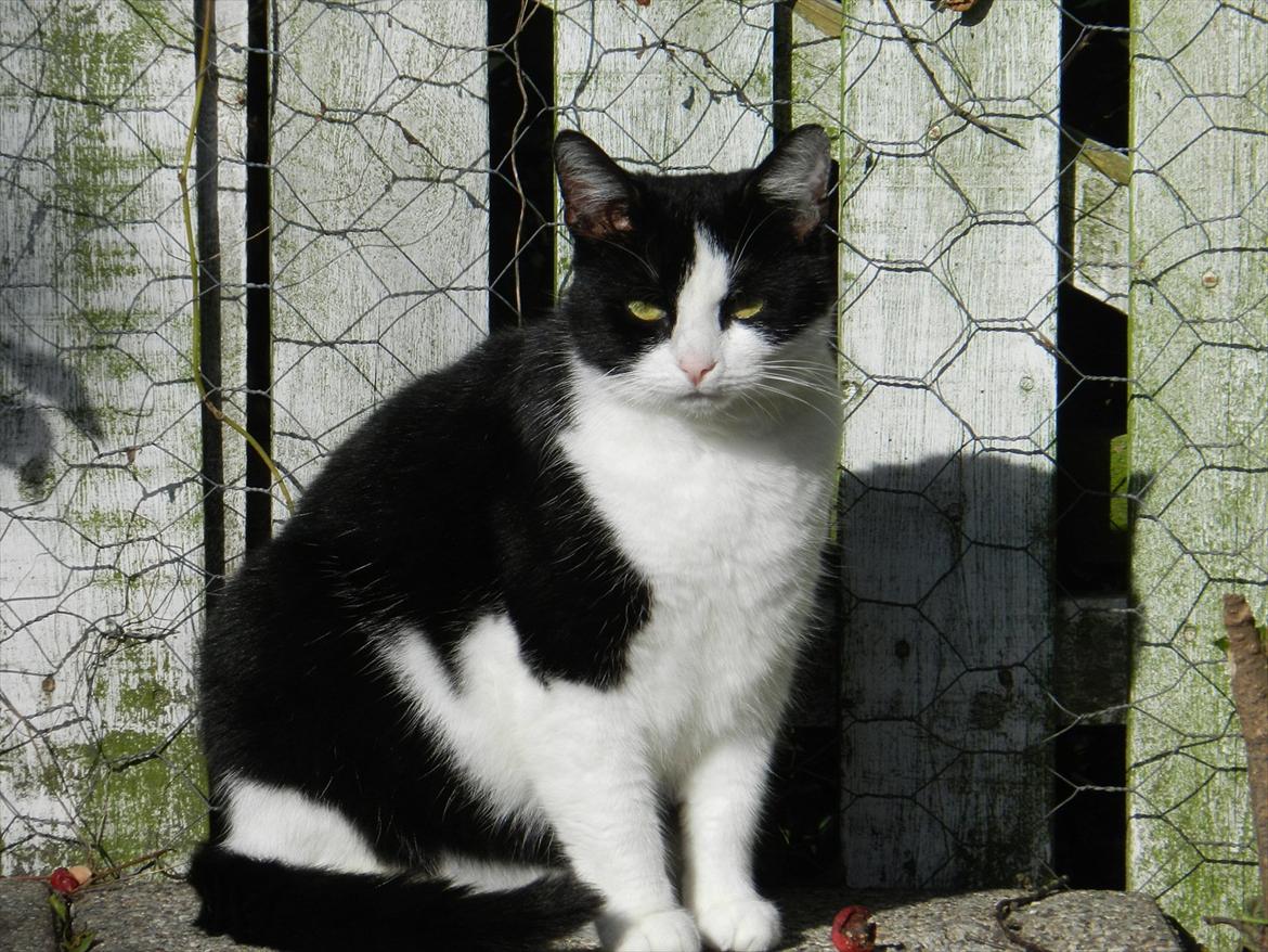 Huskat Buster billede 9