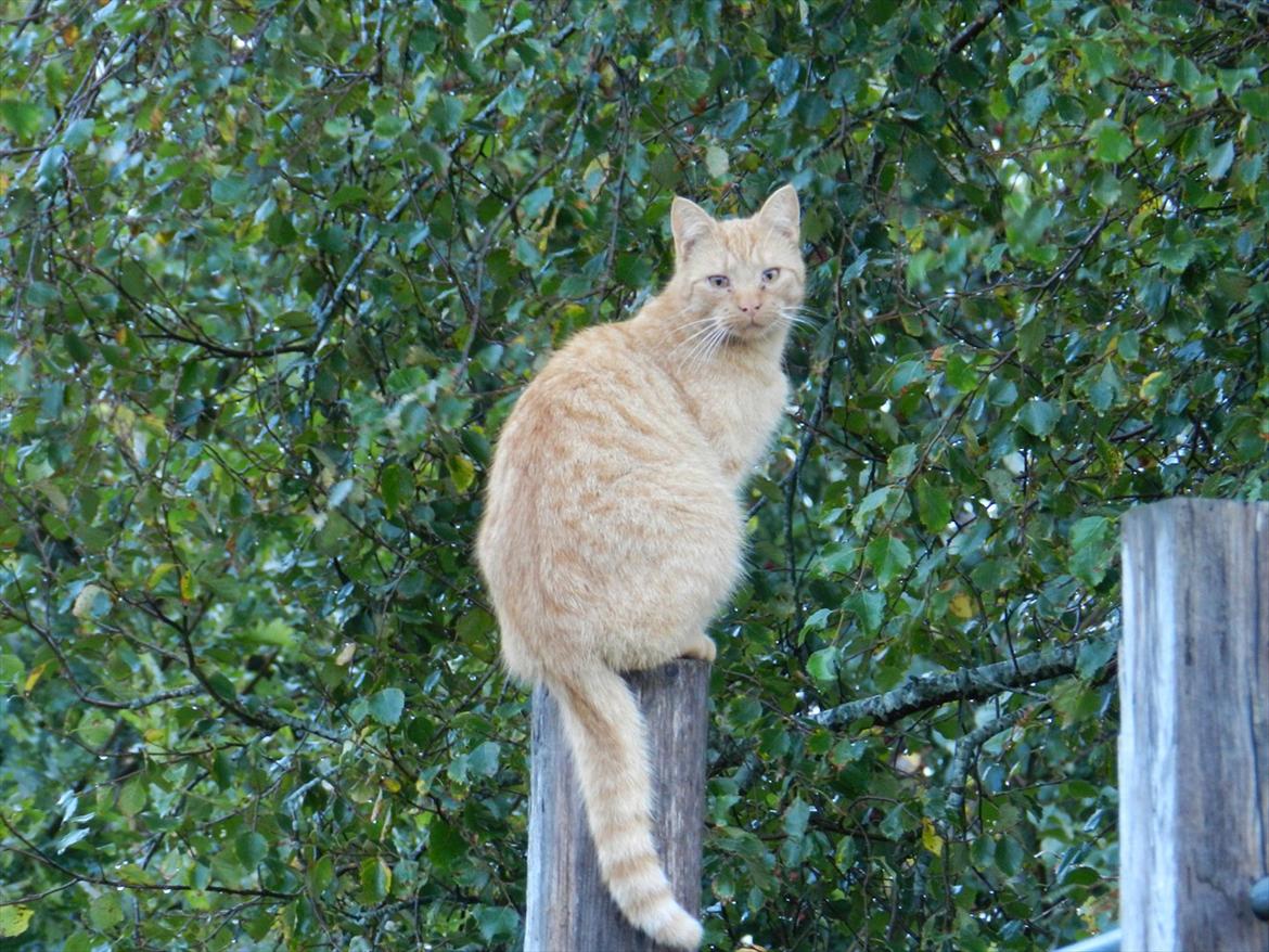 Huskat Baby billede 5