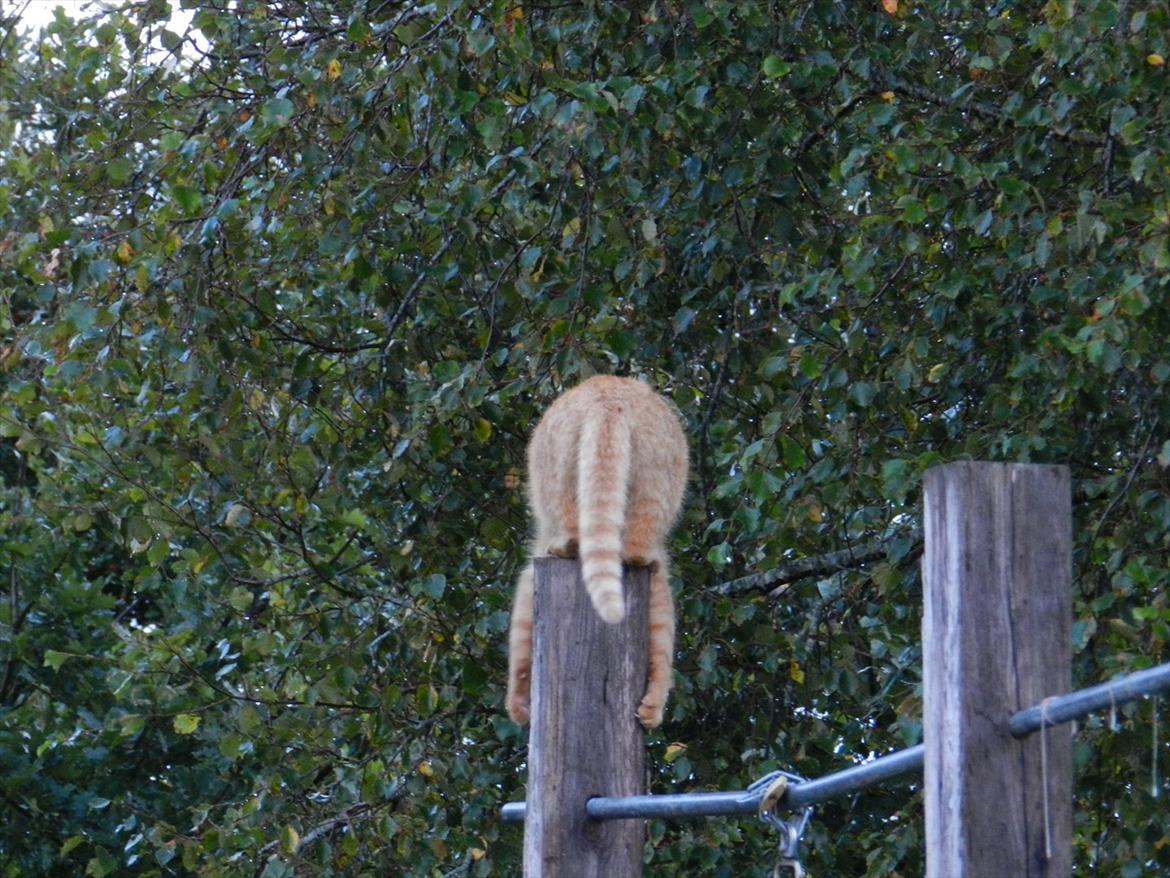 Huskat Baby billede 6