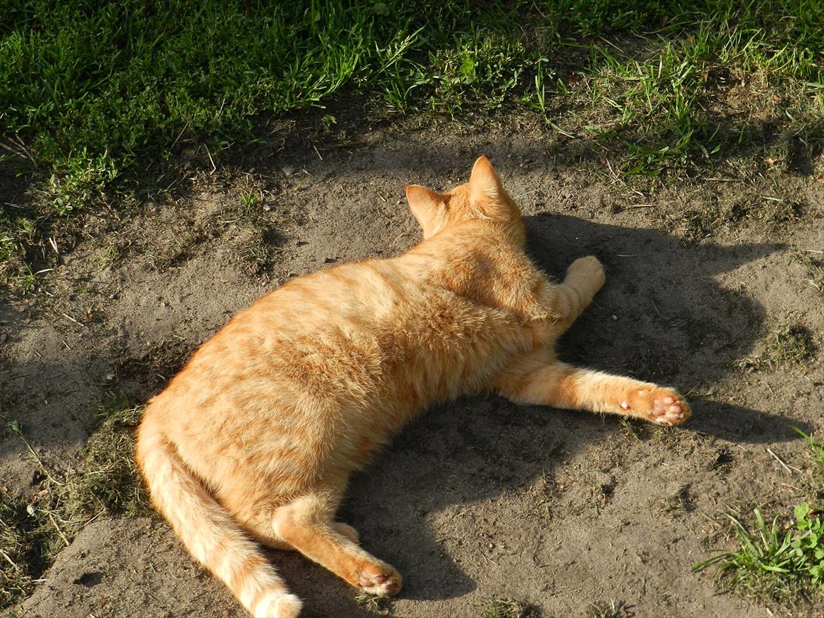 Huskat Baby billede 2