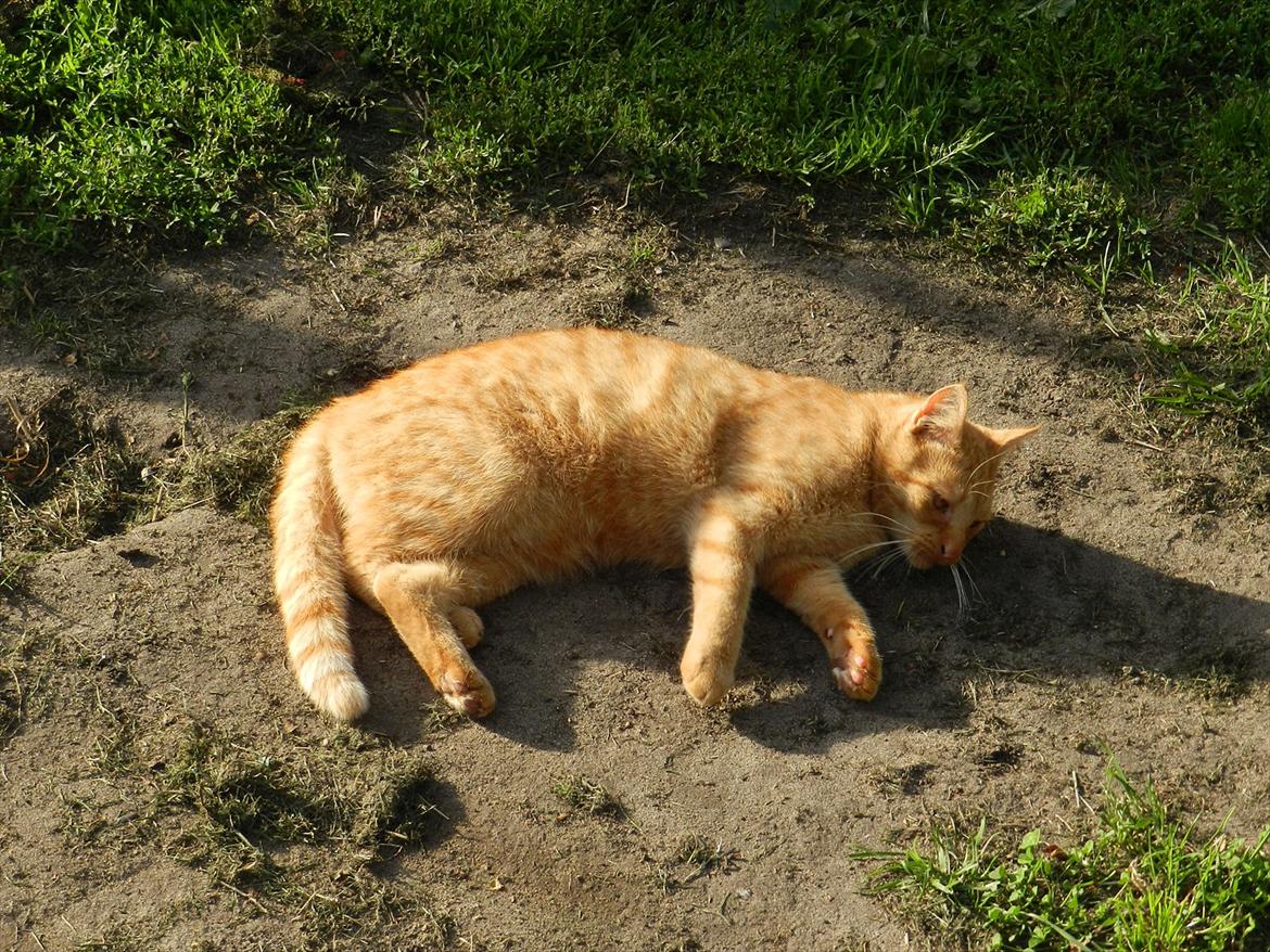 Huskat Baby billede 1