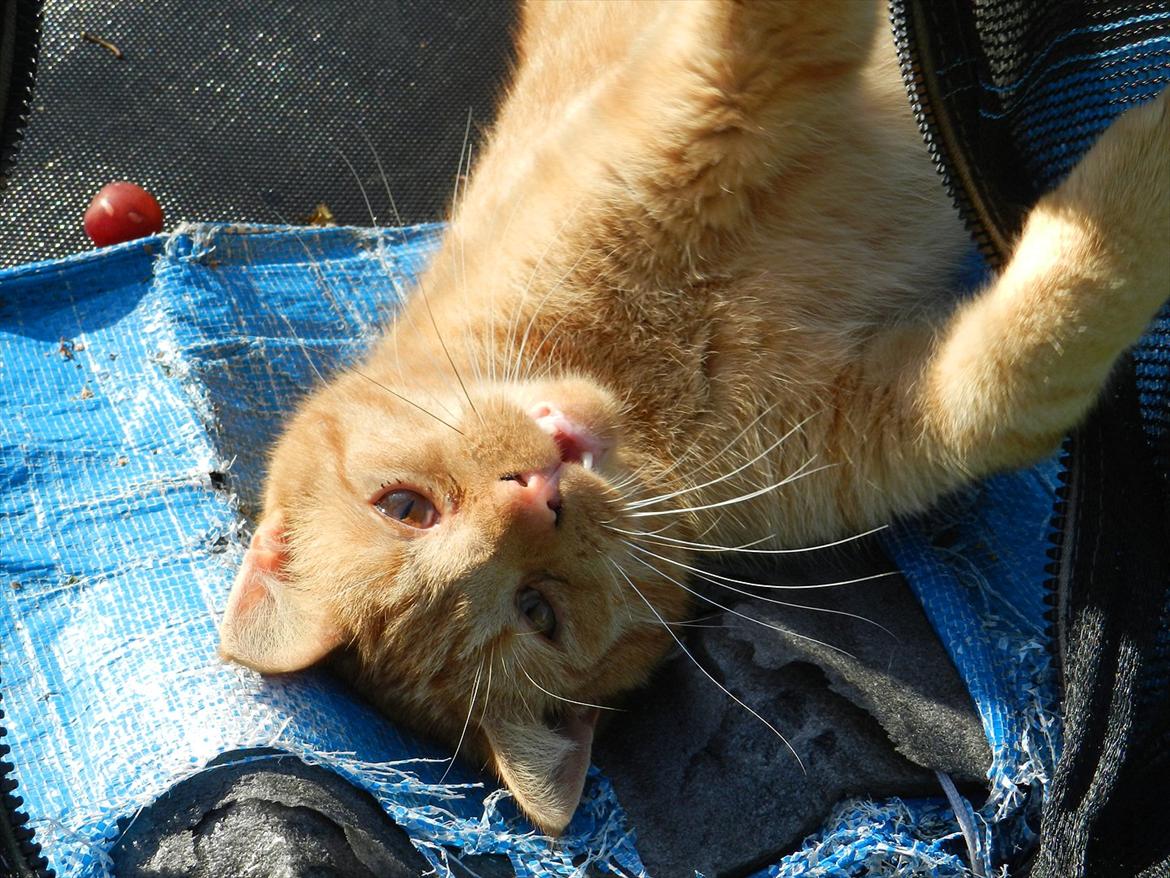 Huskat Baby billede 4