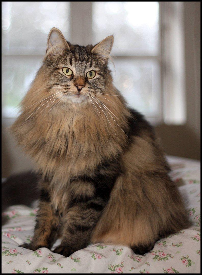 Norsk Skovkat DK SHAGGYTAIL'S YAHOO GIZMO - Velkommen til Gizmo's profil
Denne skønne dreng er nu blevet 2 år gammel billede 2