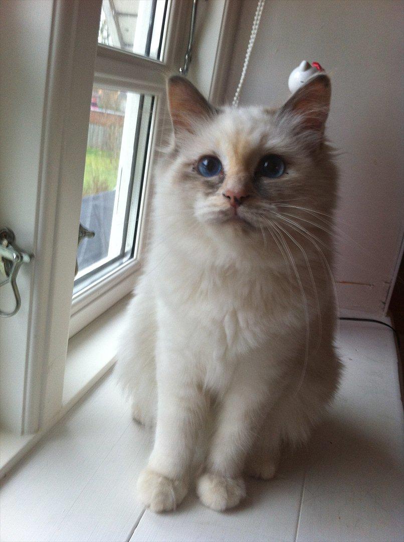 Hellig Birma Snowie blåtortie billede 1