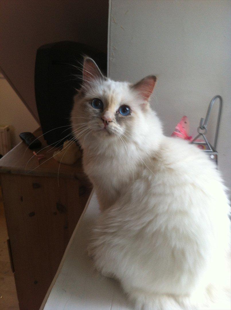 Hellig Birma Snowie blåtortie billede 2