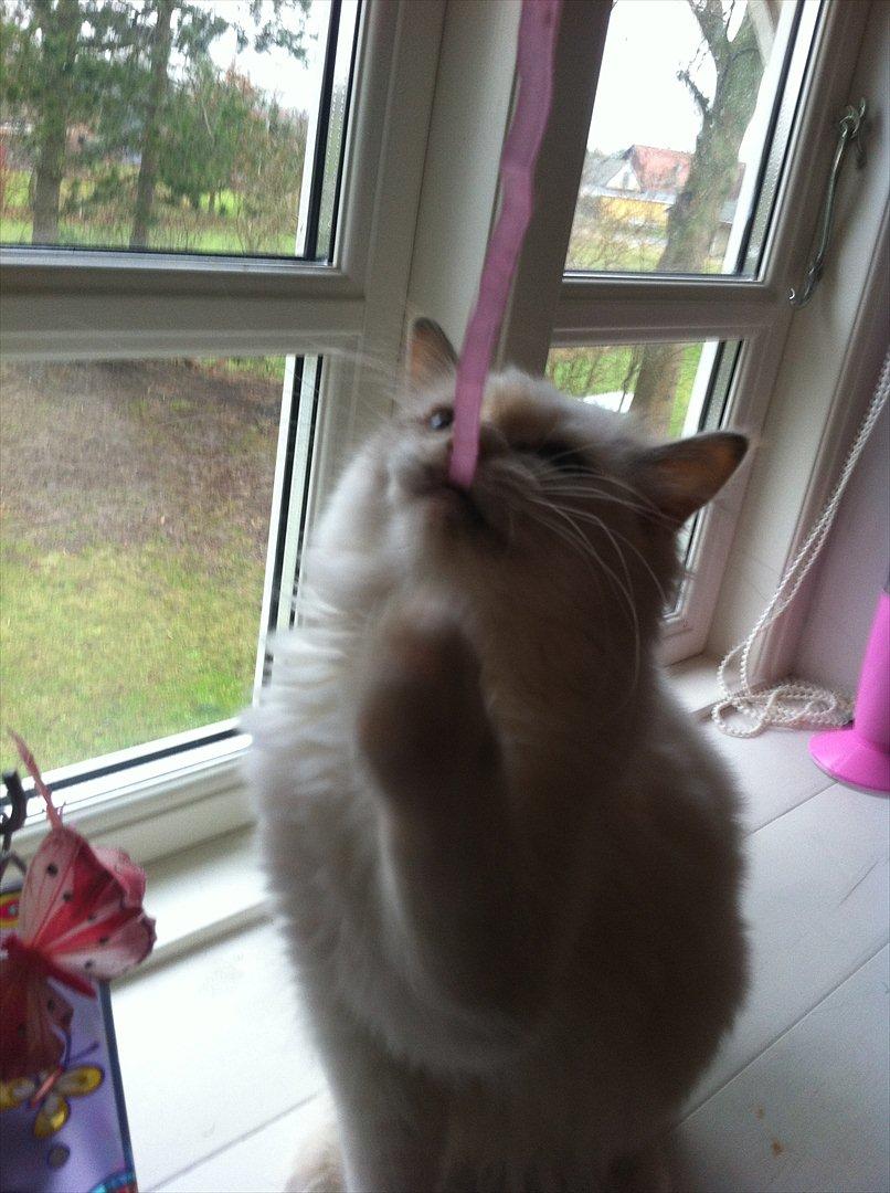 Hellig Birma Snowie blåtortie billede 4