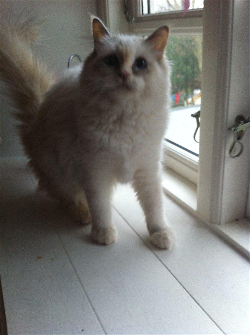 Hellig Birma Snowie blåtortie billede 5