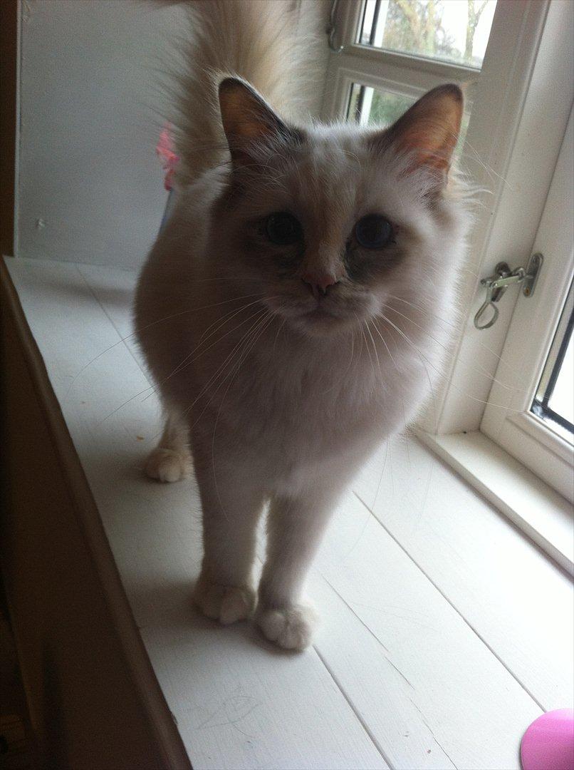 Hellig Birma Snowie blåtortie billede 6