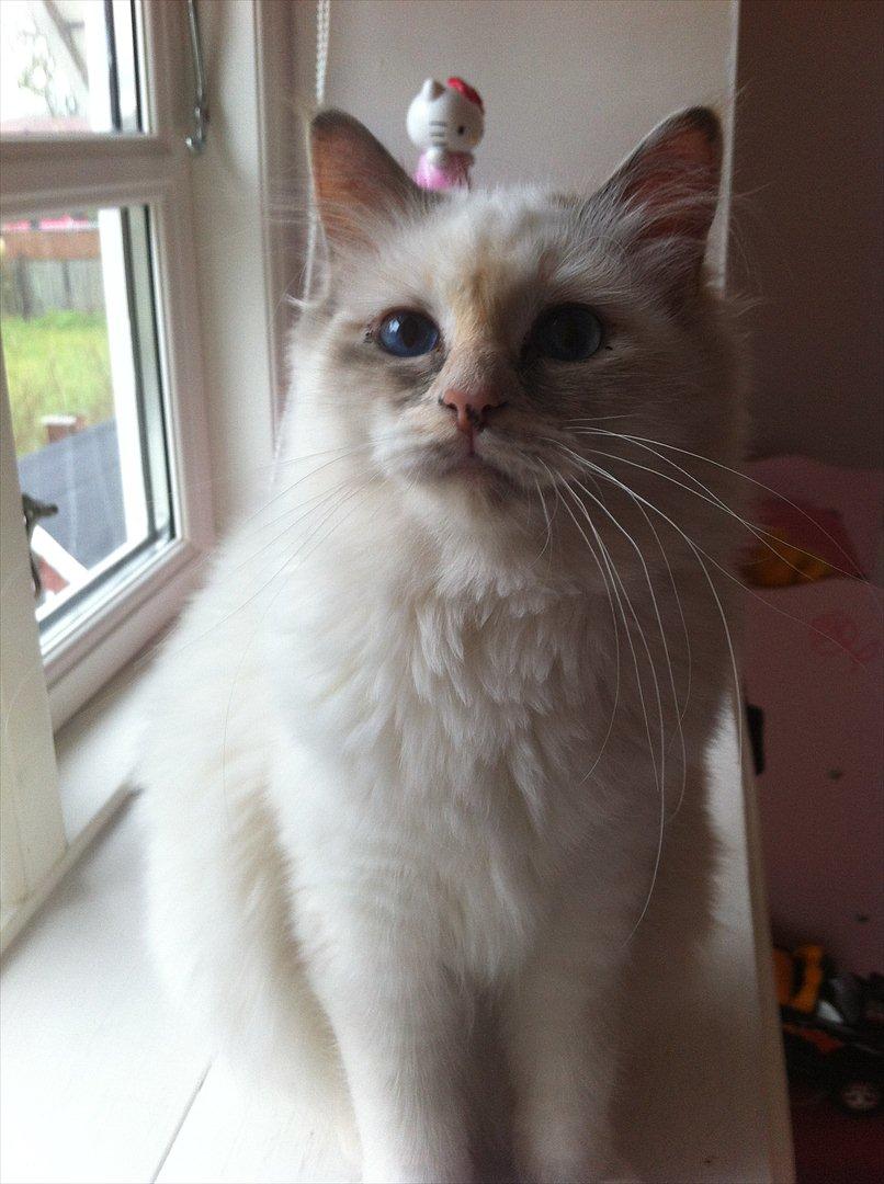 Hellig Birma Snowie blåtortie billede 8