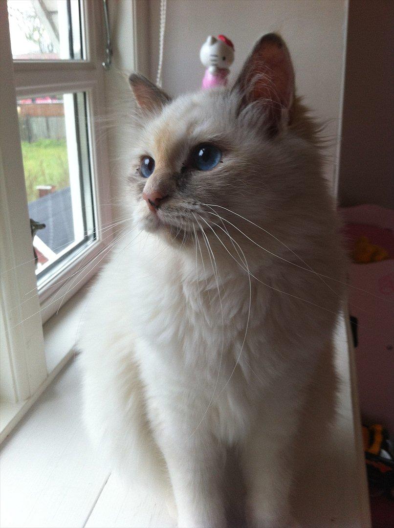 Hellig Birma Snowie blåtortie billede 9