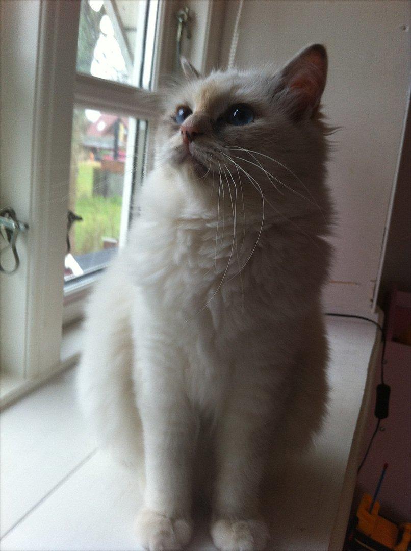 Hellig Birma Snowie blåtortie billede 10