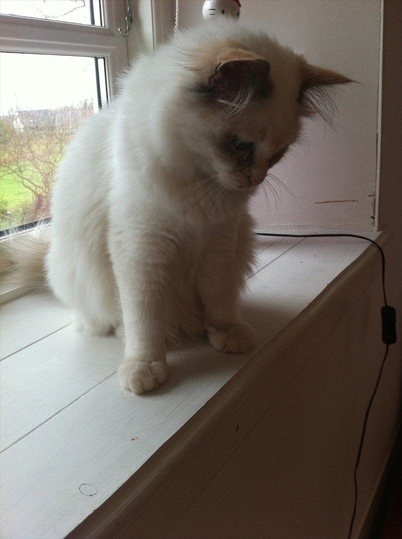 Hellig Birma Snowie blåtortie billede 11