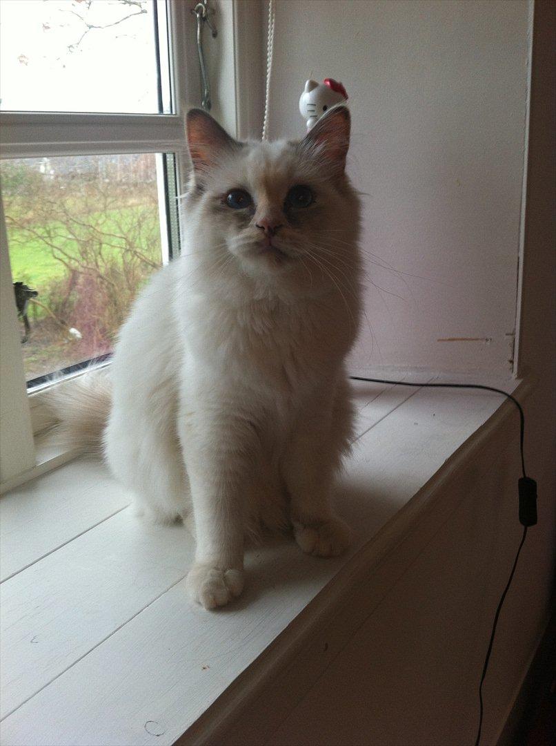 Hellig Birma Snowie blåtortie billede 12