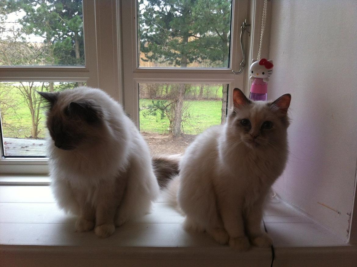 Hellig Birma Snowie blåtortie billede 13