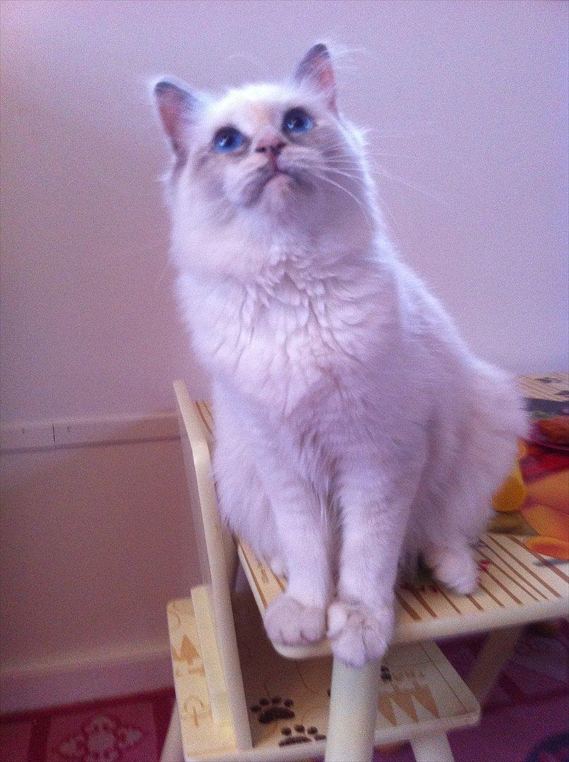 Hellig Birma Snowie blåtortie billede 14