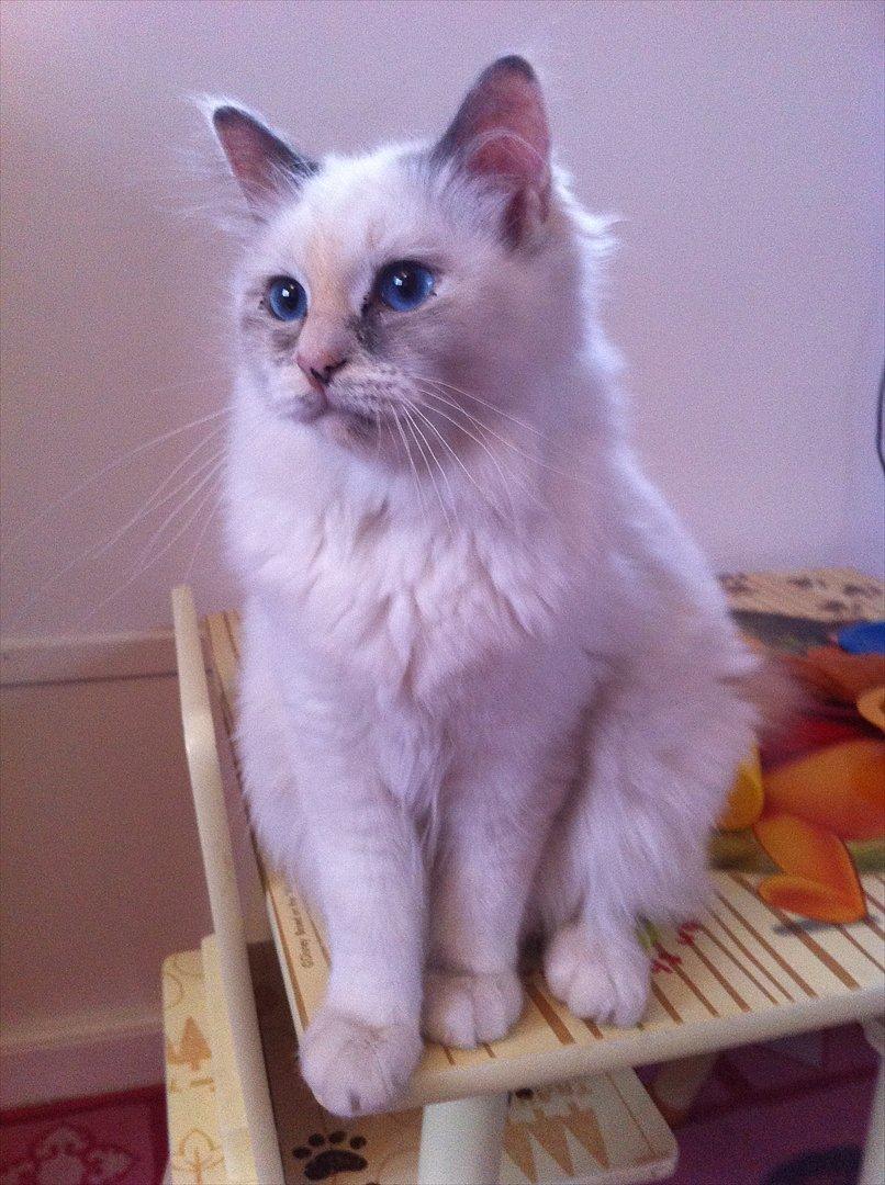 Hellig Birma Snowie blåtortie billede 15