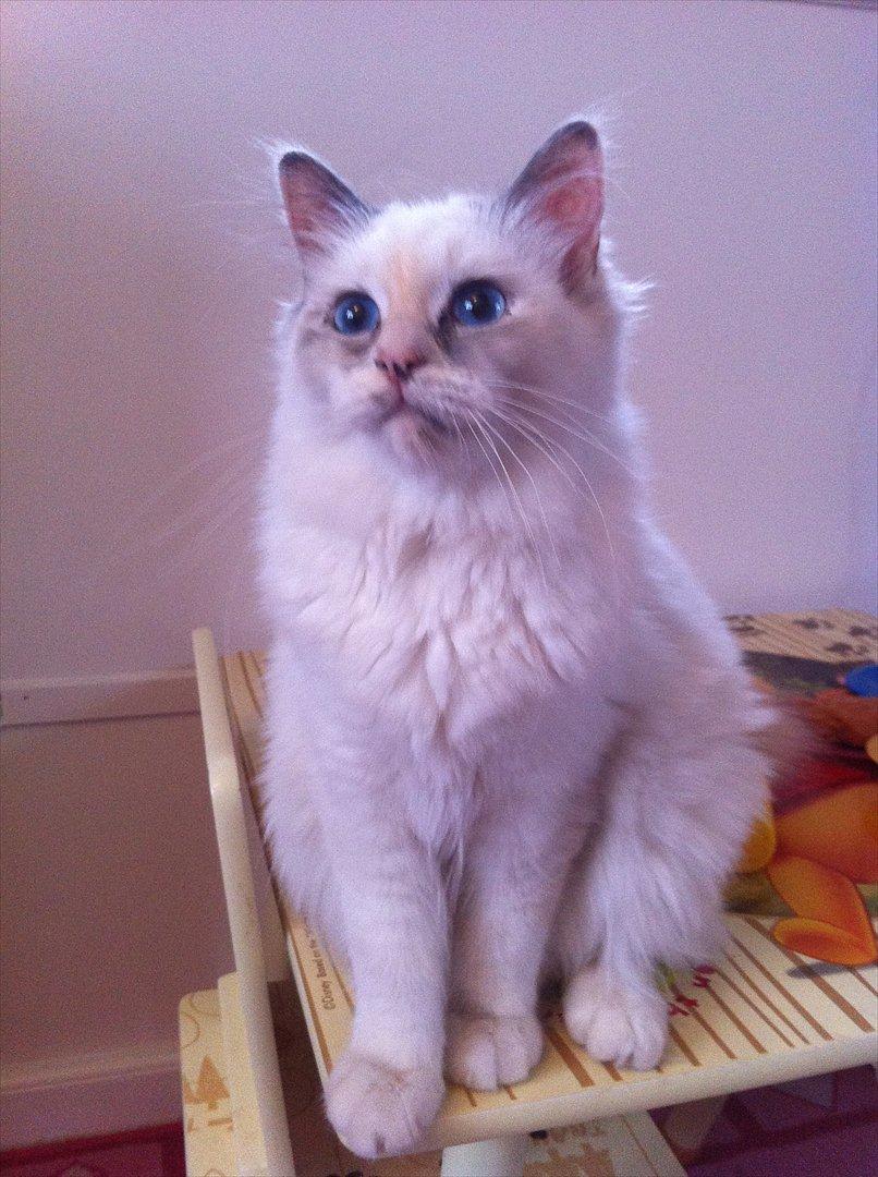 Hellig Birma Snowie blåtortie billede 16