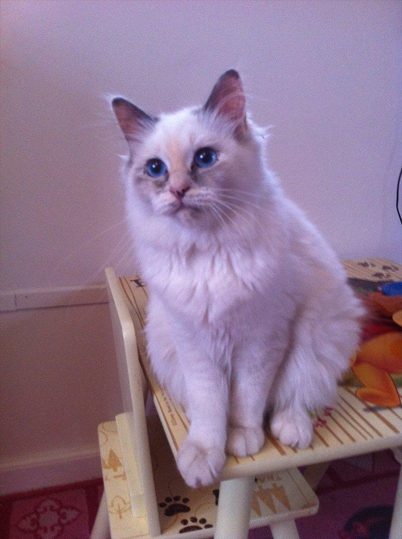 Hellig Birma Snowie blåtortie billede 17