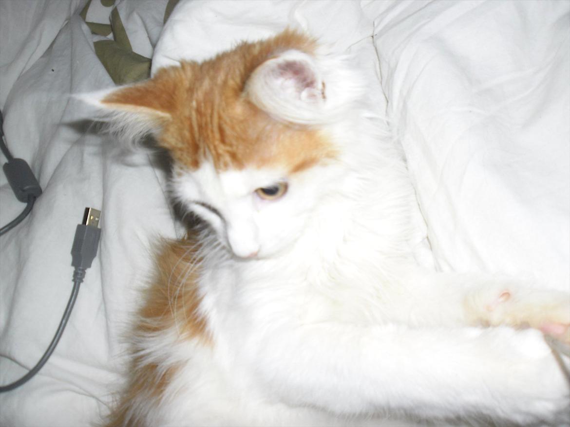 Maine Coon Tarzan billede 8