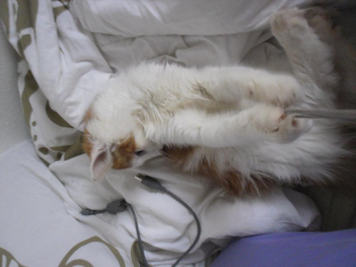 Maine Coon Tarzan billede 9