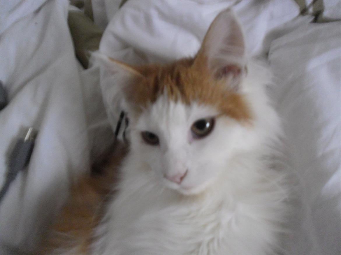 Maine Coon Tarzan billede 10