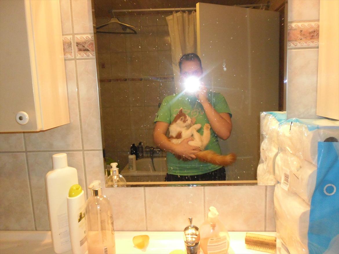 Maine Coon Tarzan billede 11