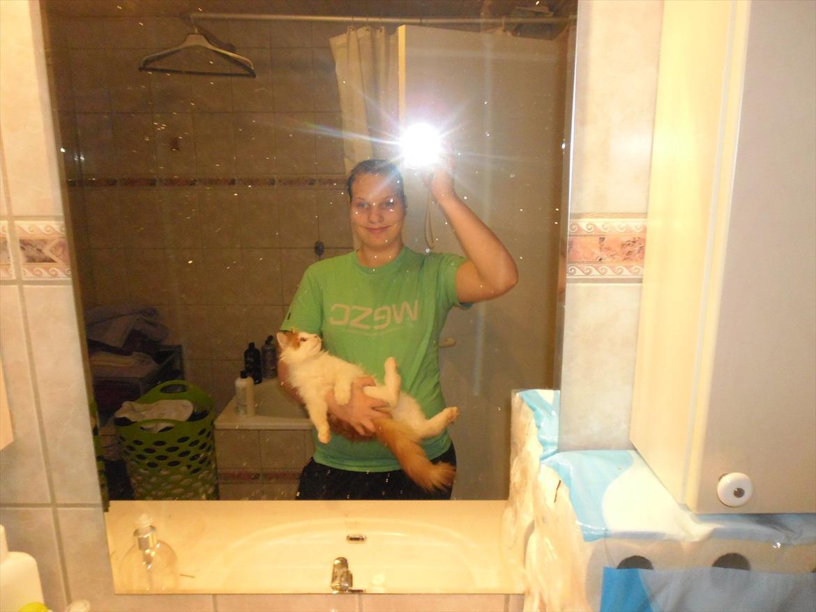 Maine Coon Tarzan billede 12