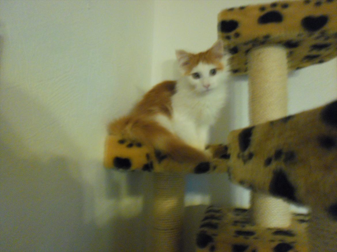 Maine Coon Tarzan billede 13