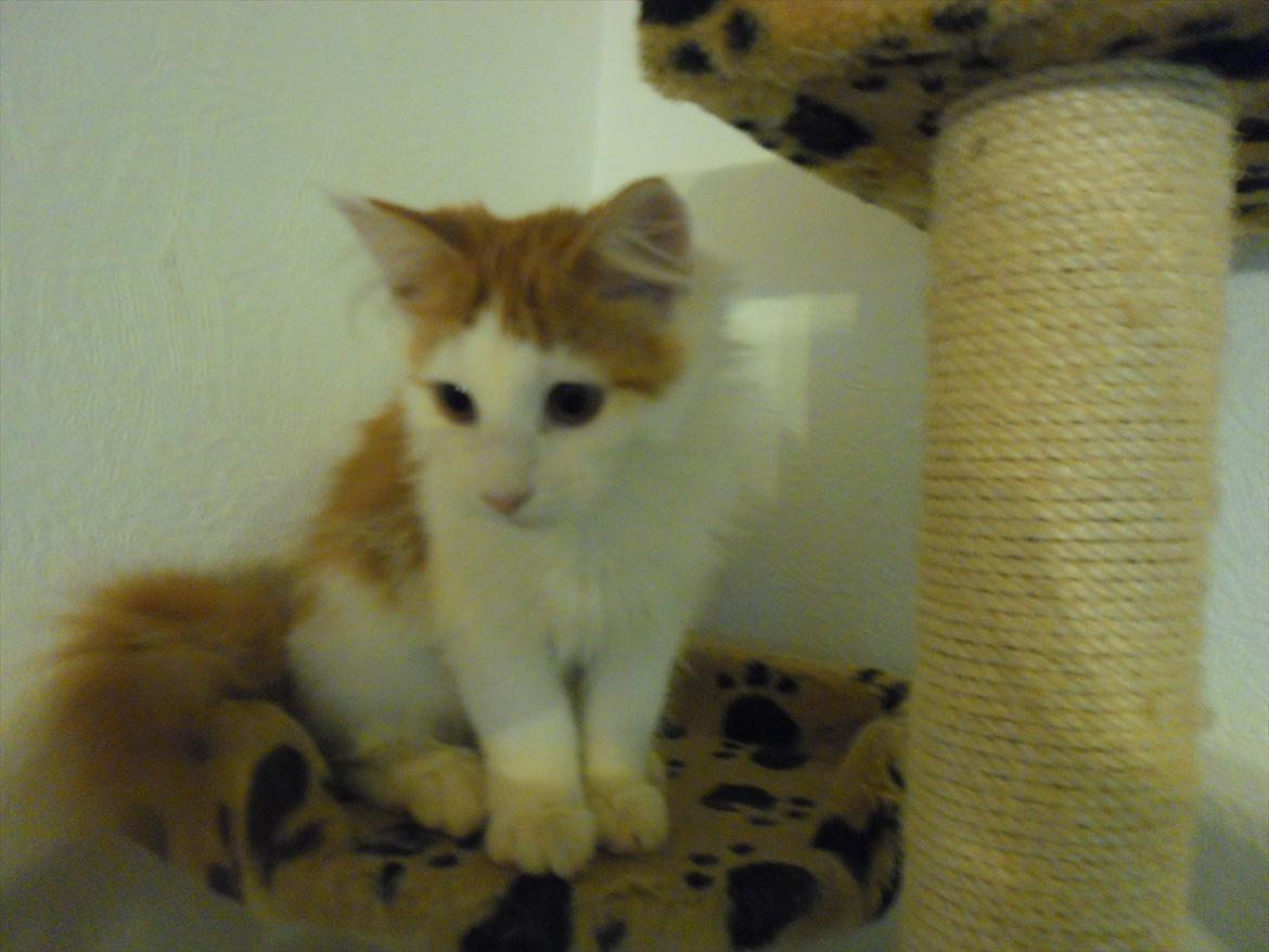 Maine Coon Tarzan billede 14