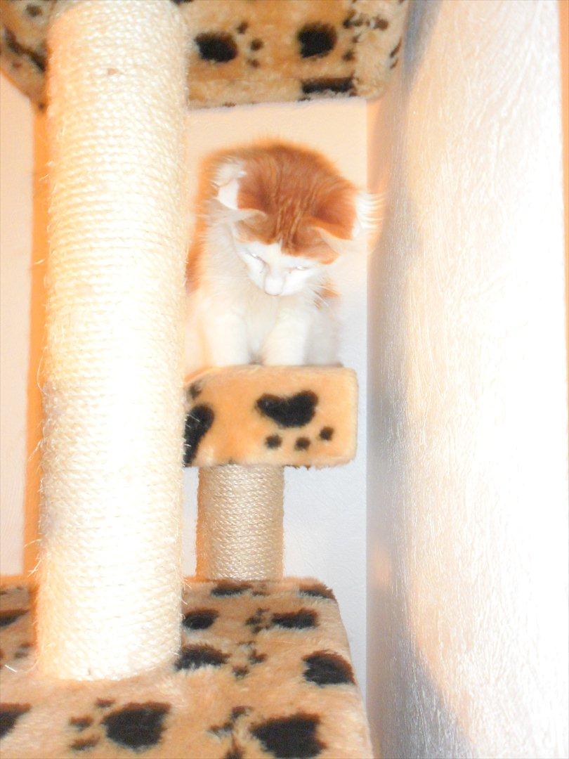 Maine Coon Tarzan billede 15